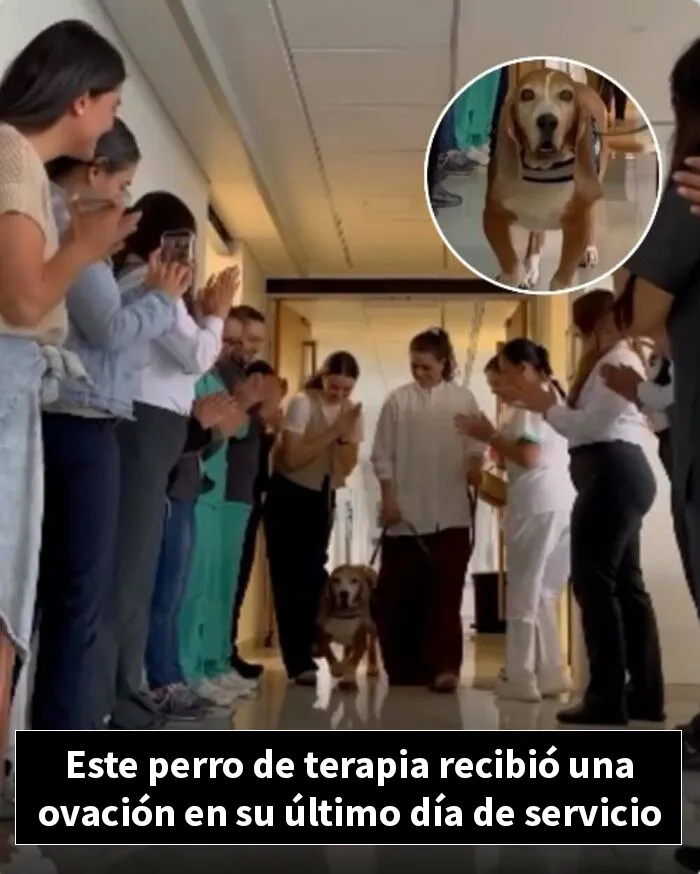 12 Historias de animales cuyas vidas cambiaron después de que alguien por fin los ayudara