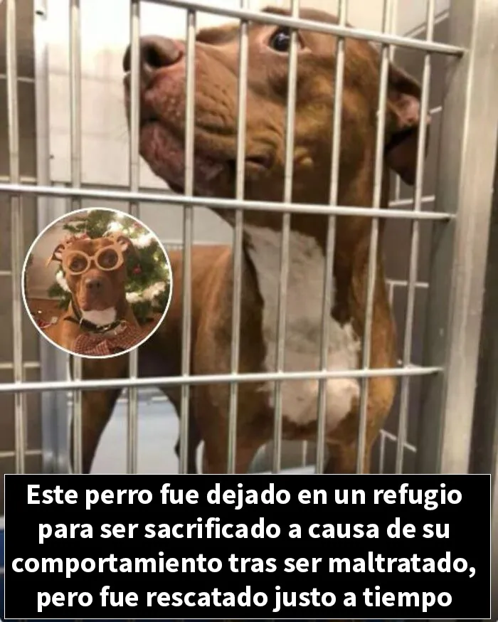 12 Historias de animales cuyas vidas cambiaron después de que alguien por fin los ayudara