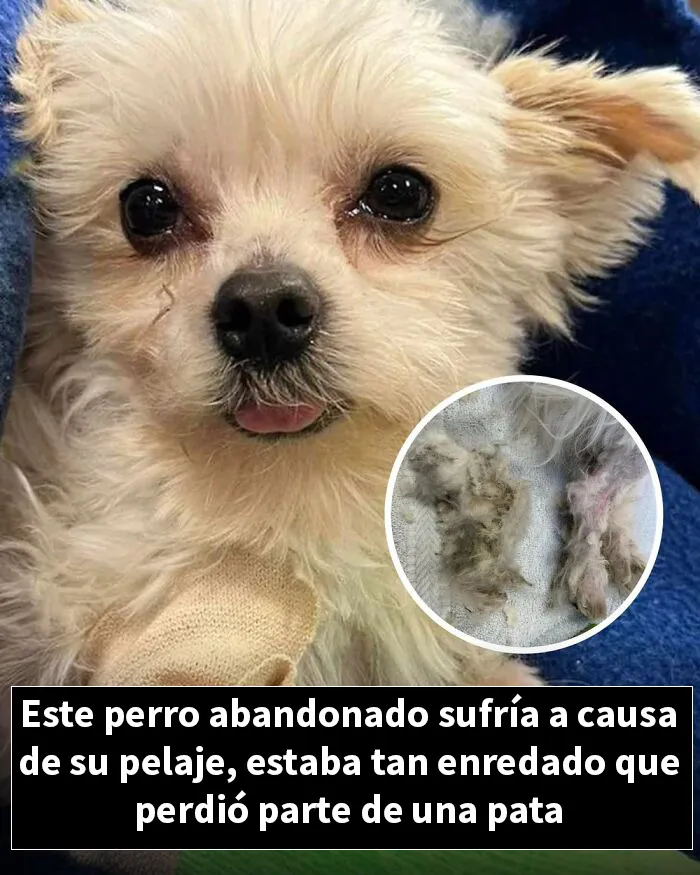 12 Historias de animales cuyas vidas cambiaron después de que alguien por fin los ayudara
