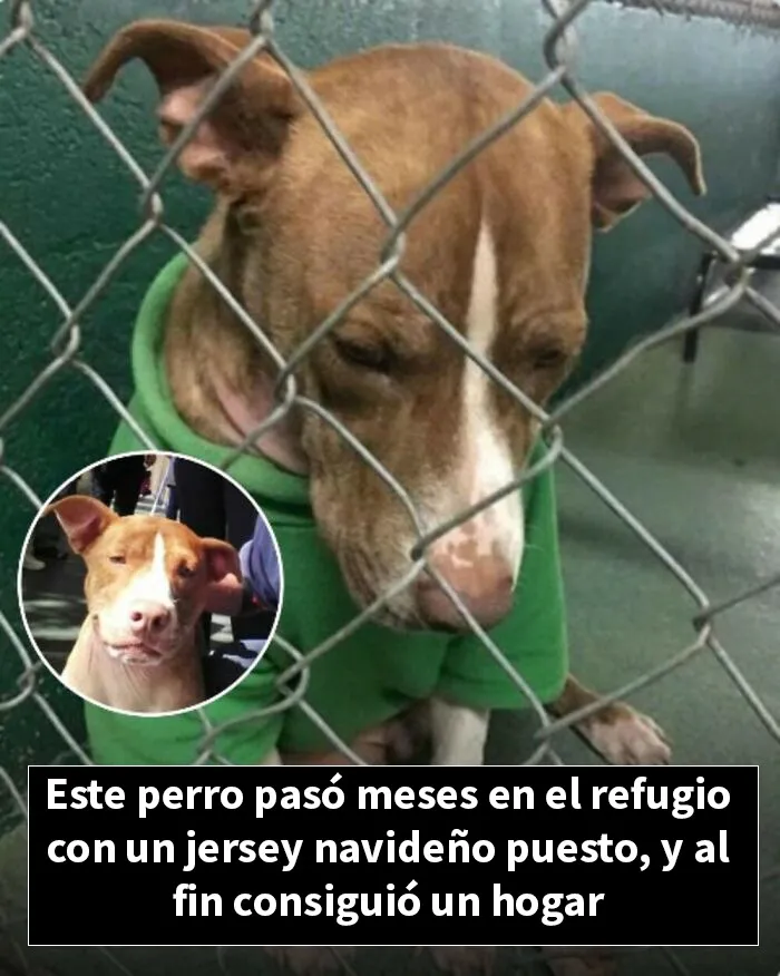 12 Historias de animales cuyas vidas cambiaron después de que alguien por fin los ayudara