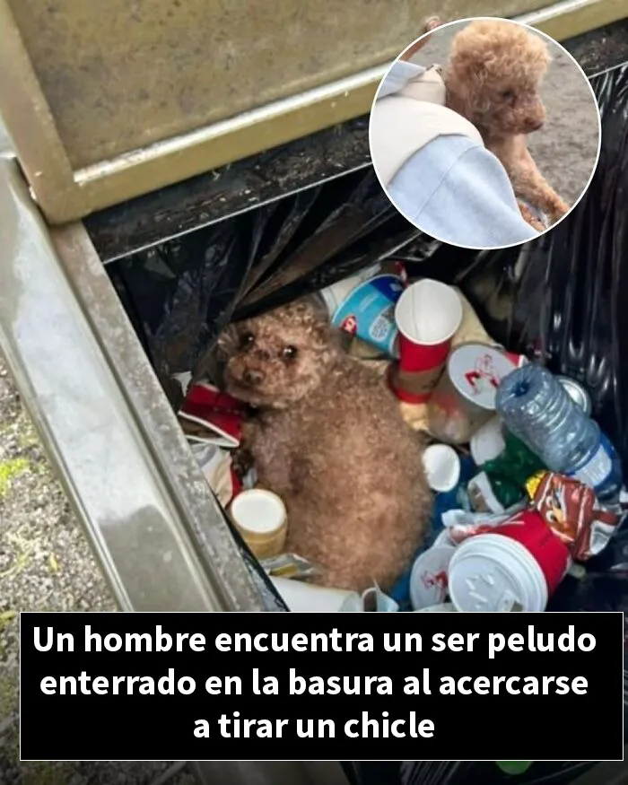 12 Historias de animales cuyas vidas cambiaron después de que alguien por fin los ayudara