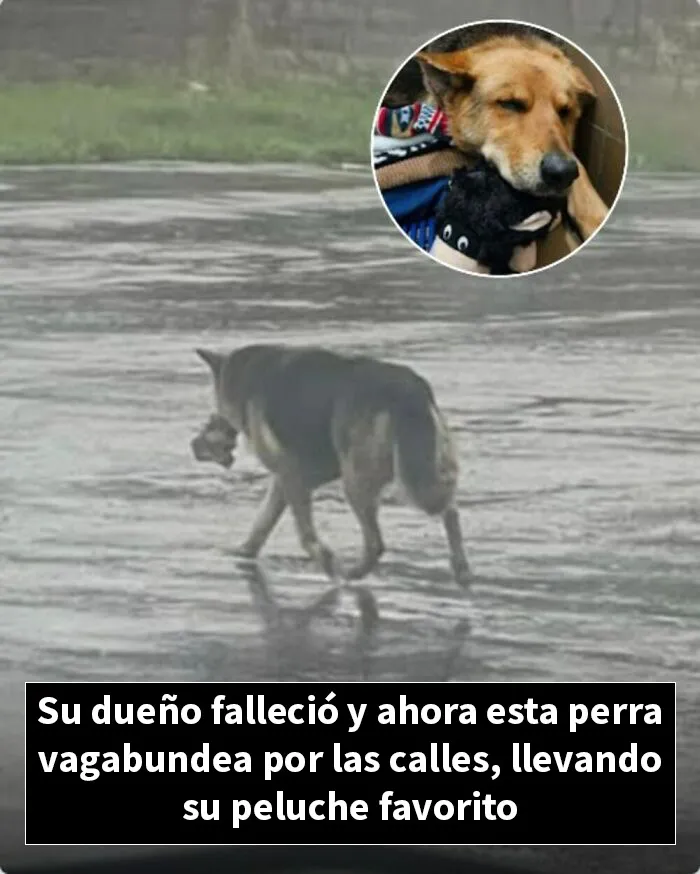12 Historias de animales cuyas vidas cambiaron después de que alguien por fin los ayudara