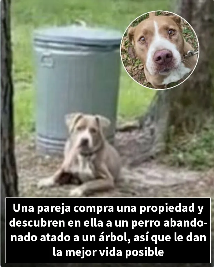 12 Historias de animales cuyas vidas cambiaron después de que alguien por fin los ayudara