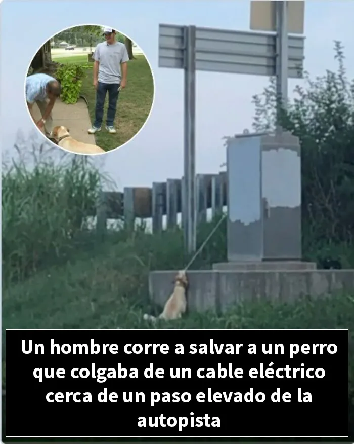 12 Historias de animales cuyas vidas cambiaron después de que alguien por fin los ayudara