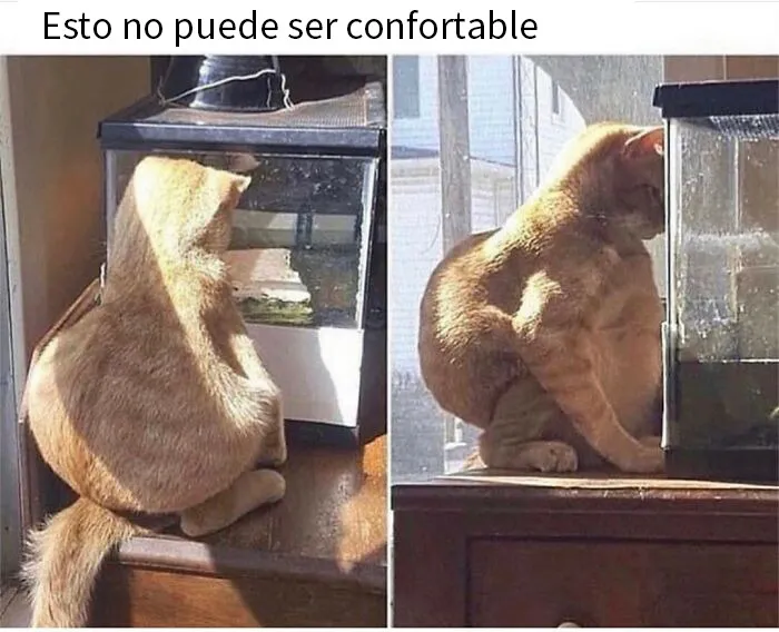 20 Memes tan divertidos como aleatorios de esta página con más de 1 millón de seguidores