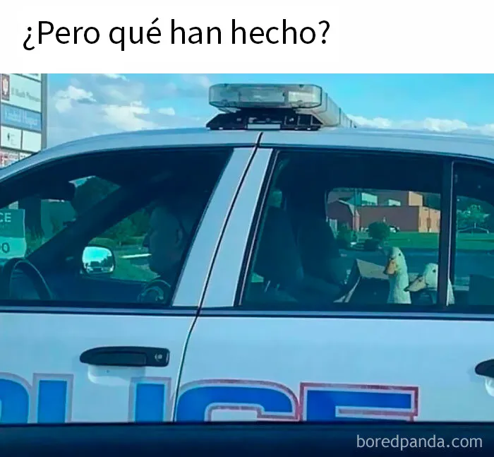 20 Memes tan divertidos como aleatorios de esta página con más de 1 millón de seguidores