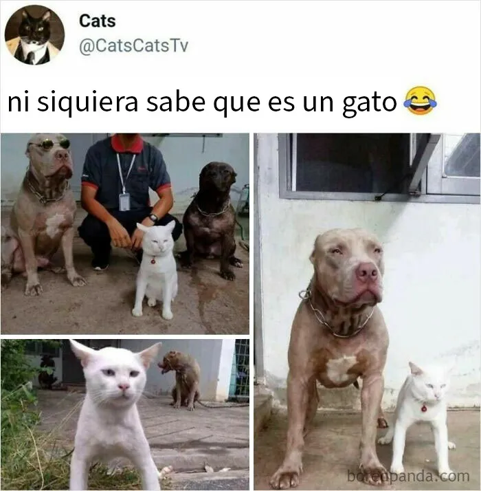 20 Memes tan divertidos como aleatorios de esta página con más de 1 millón de seguidores