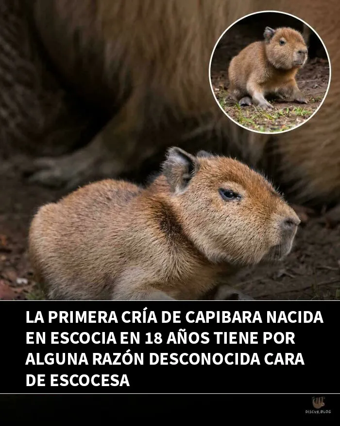 Capibara con cara escocesa