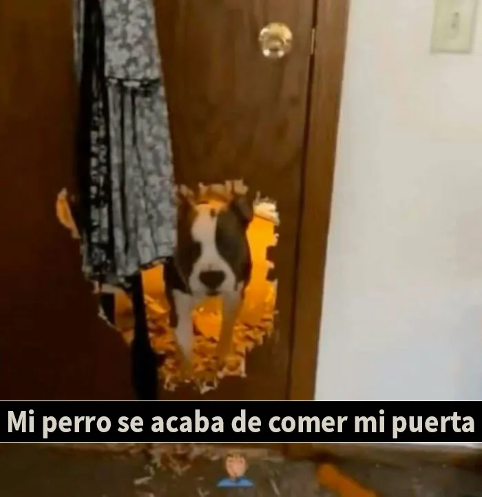 20 Memes e imágenes tan divertidos como caóticos