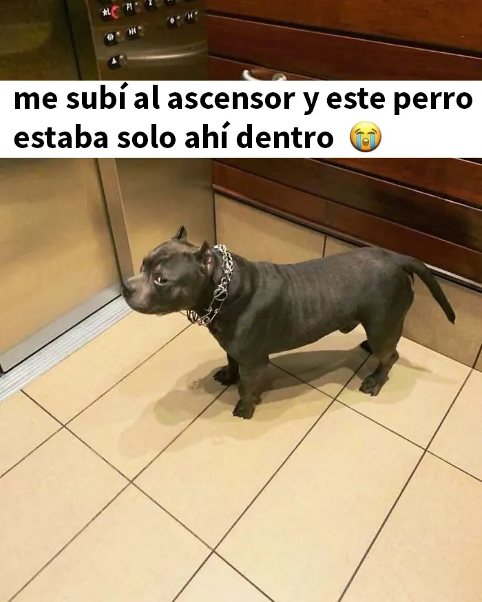 20 Memes e imágenes tan divertidos como caóticos