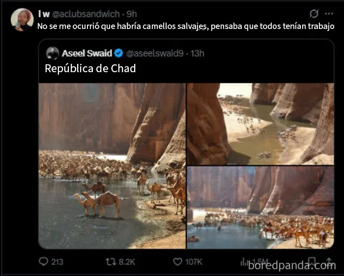 Camellos con trabajo