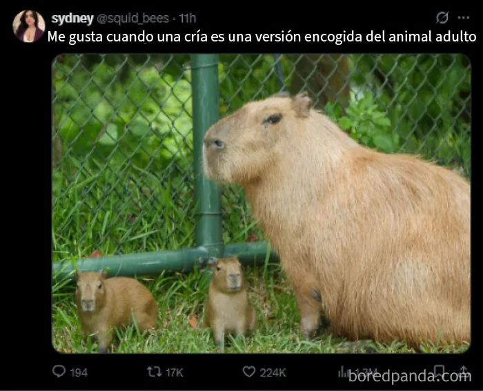 Versión encogida