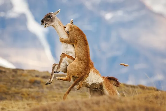 “Cazando” por Kevin Yu Shi