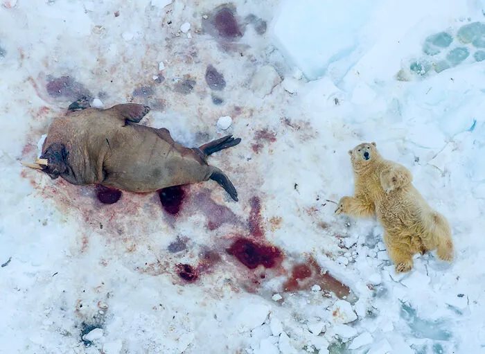 “Tras comer” por Pål Hermansen