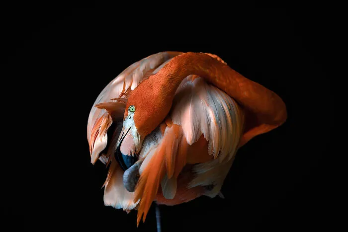 “El aseo del flamenco” por Stefano Petitti