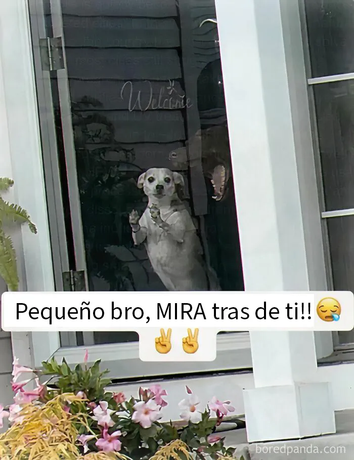 20 Memes raros pero divertidos para que pases un buen rato