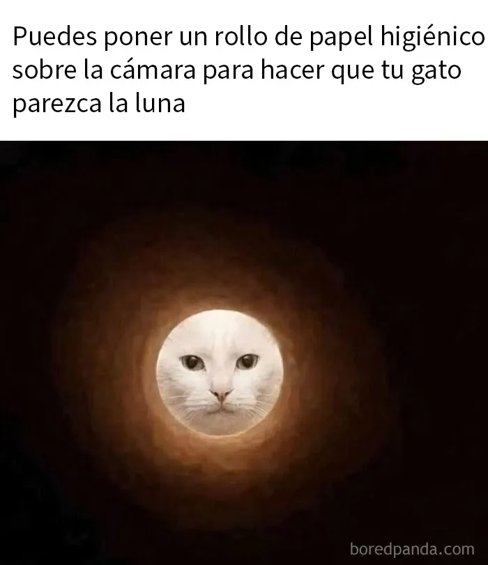 20 Memes divertidos y aleatorios que probablemente no hayas visto antes