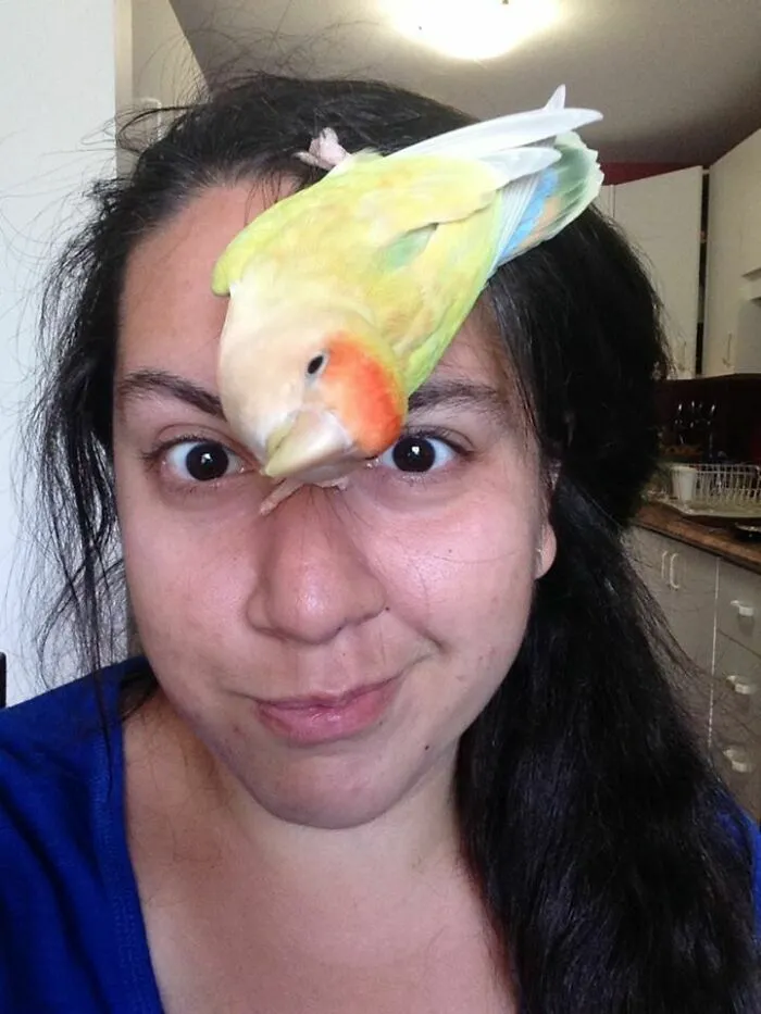 Acabamos de adoptar un agapornis y cada vez que me hago selfies quiere unirse y mirarse en la pantalla.
