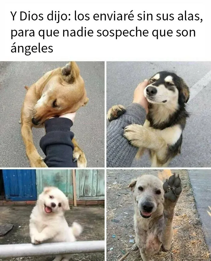 20 Divertidos memes de animales para alegrarte el día