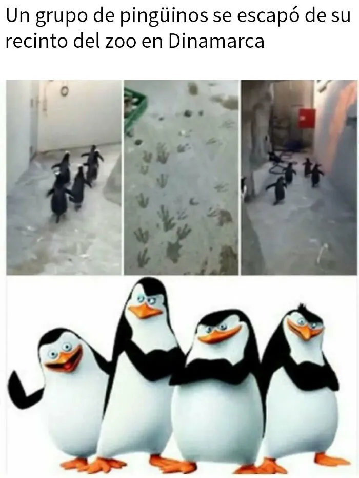 20 Divertidos memes de animales para alegrarte el día