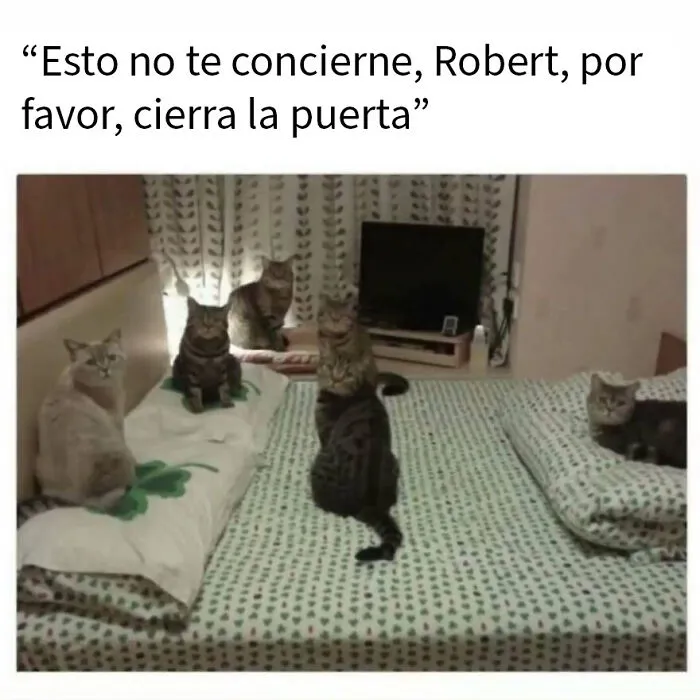 20 Divertidos memes de animales para alegrarte el día