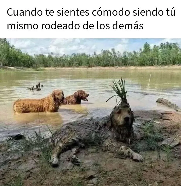 20 Divertidos memes de animales para alegrarte el día