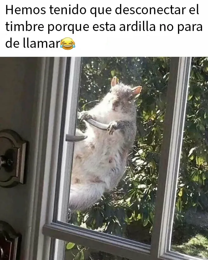 20 Divertidos memes de animales para alegrarte el día