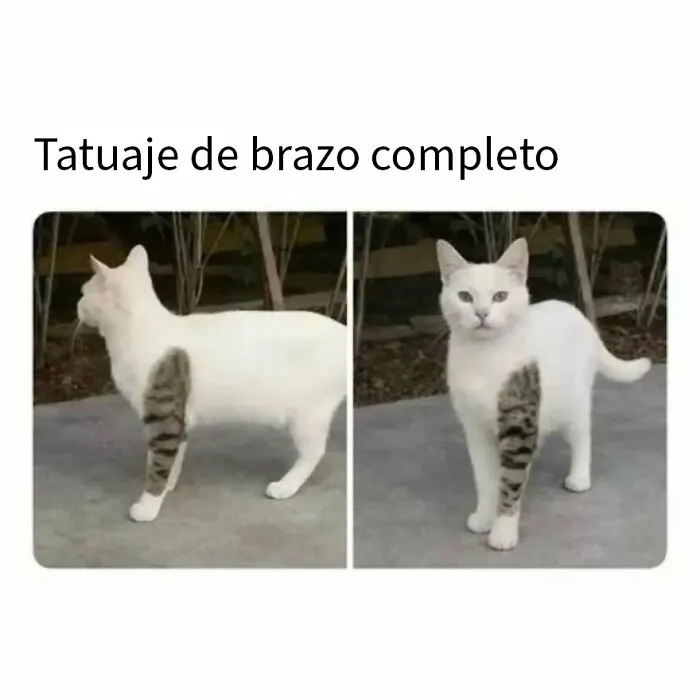 20 Divertidos memes de animales para alegrarte el día