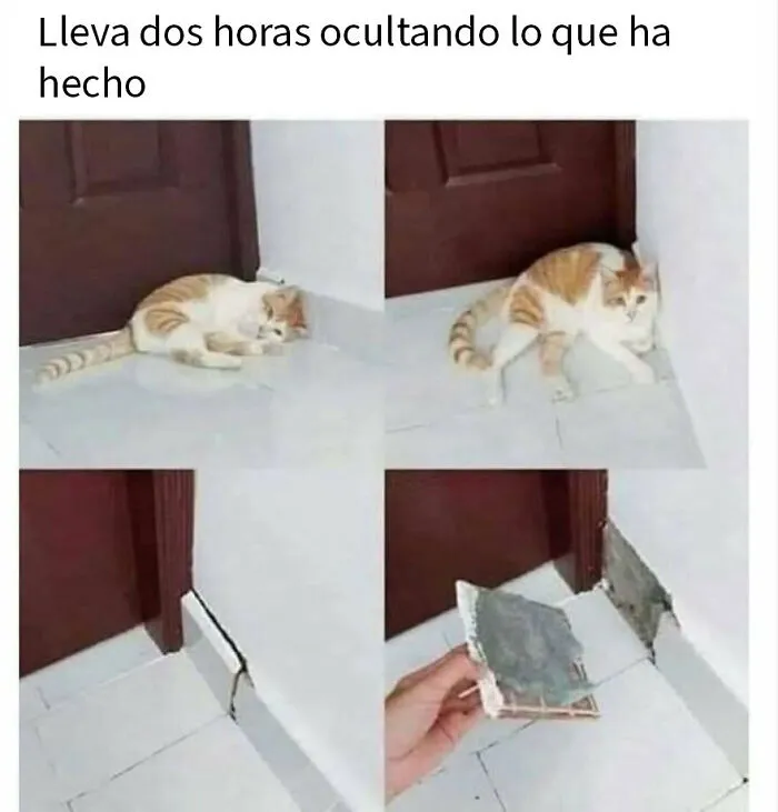20 Divertidos memes de animales para alegrarte el día