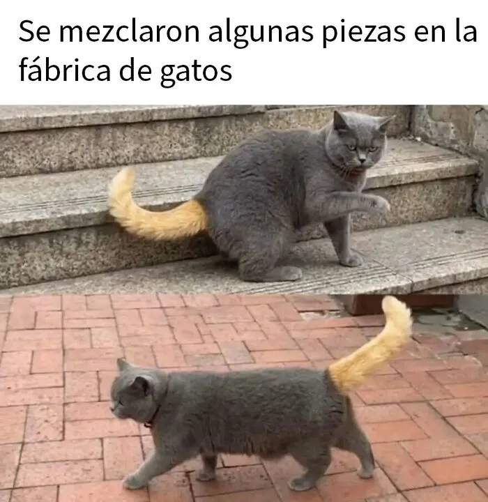 20 Divertidos memes de animales para alegrarte el día