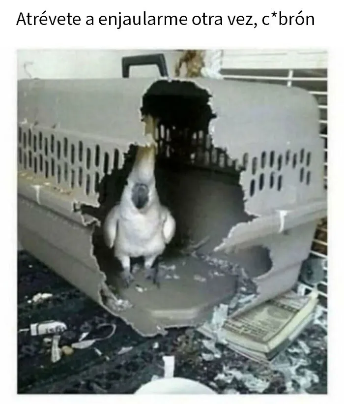 20 Divertidos memes de animales para alegrarte el día