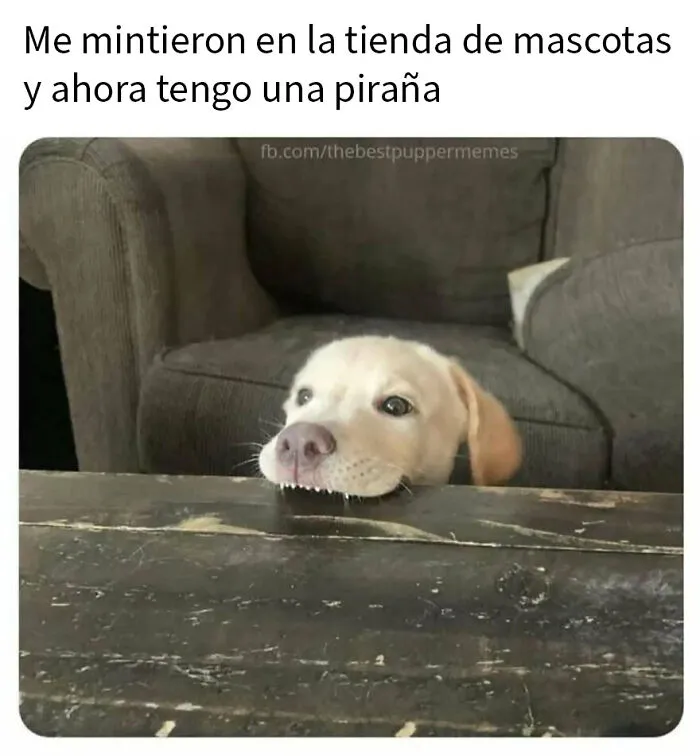20 Divertidos memes de animales para alegrarte el día
