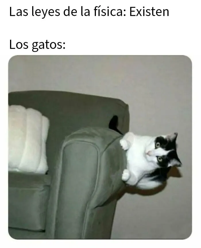 20 Divertidos memes de animales para alegrarte el día