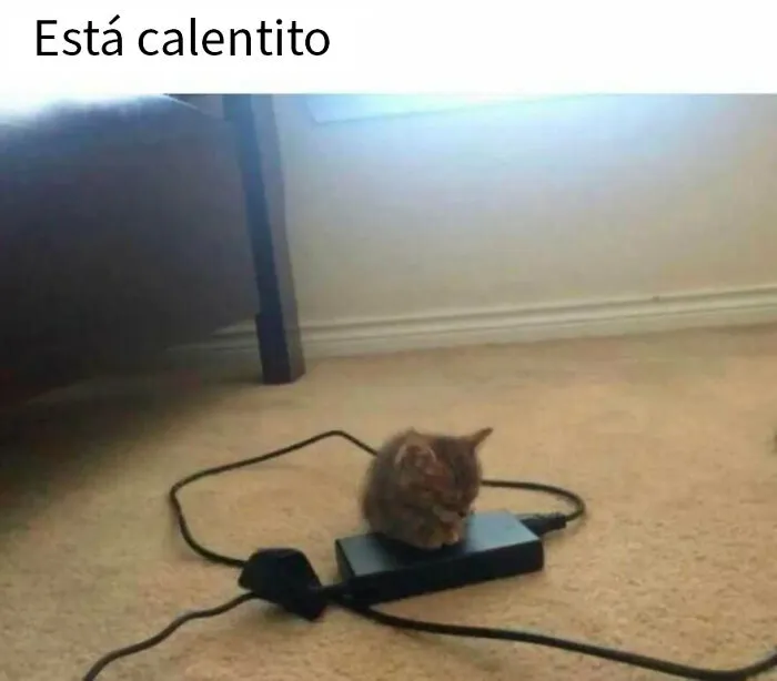 20 Divertidos memes de animales para alegrarte el día