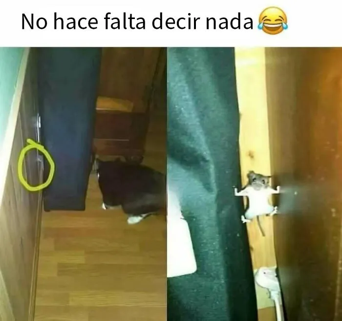 20 Divertidos memes de animales para alegrarte el día