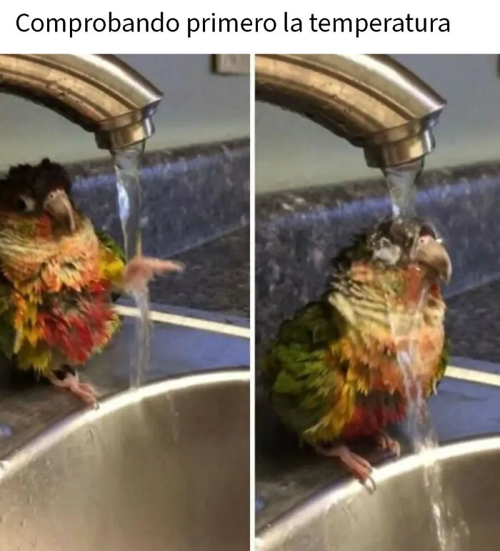20 Divertidos memes de animales para alegrarte el día