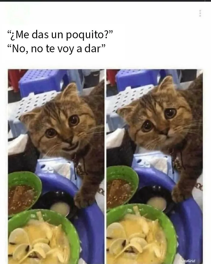 20 Divertidos memes de animales para alegrarte el día