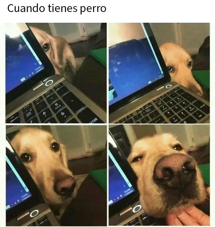20 Divertidos memes de animales para alegrarte el día