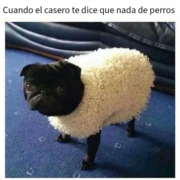 20 Divertidos memes de animales para alegrarte el día