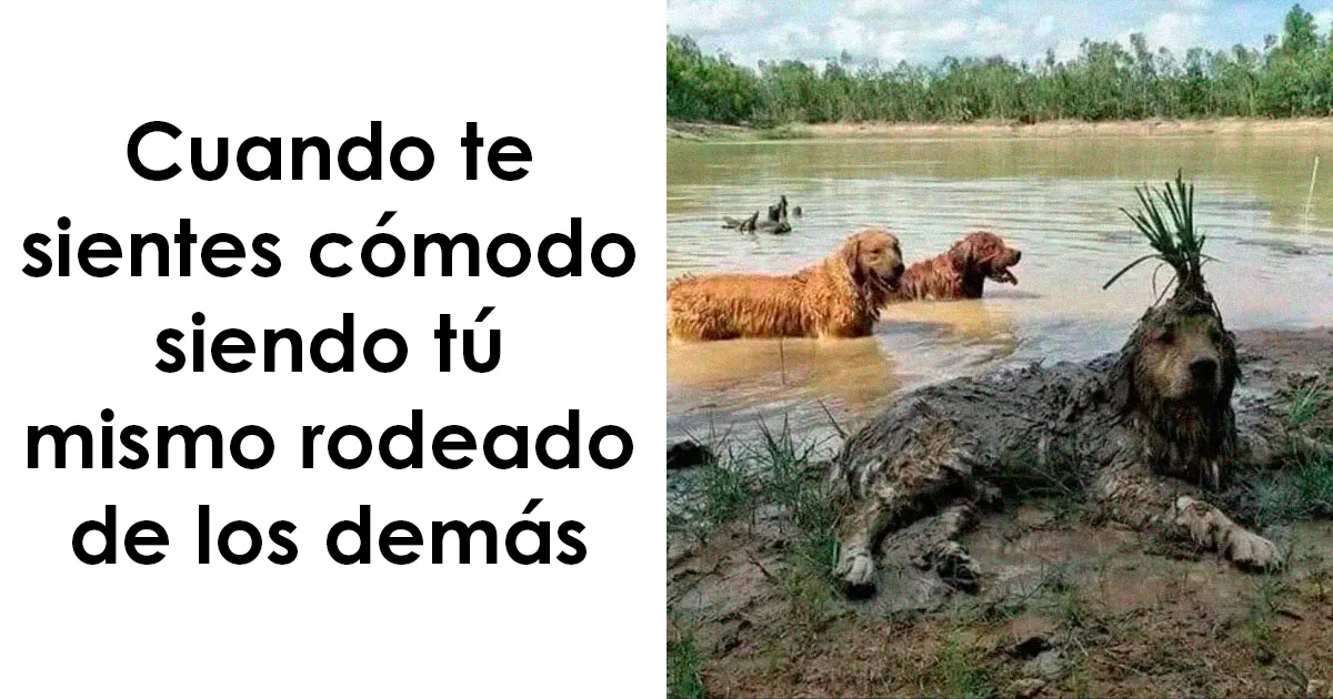 20 Divertidos memes de animales para alegrarte el día