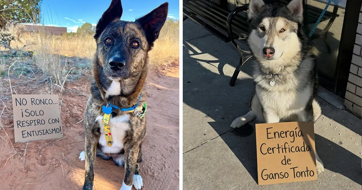 30 Perros en adopción con divertidos carteles mostrando su personalidad