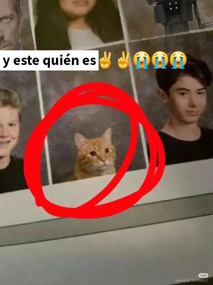 22 Memes que parecen haber sido creados durante un sueño febril