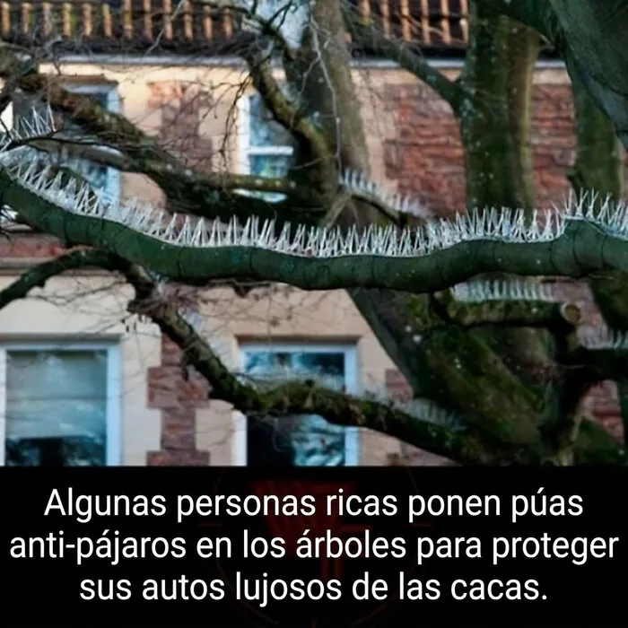 Para qué tienes un árbol si odias la naturaleza