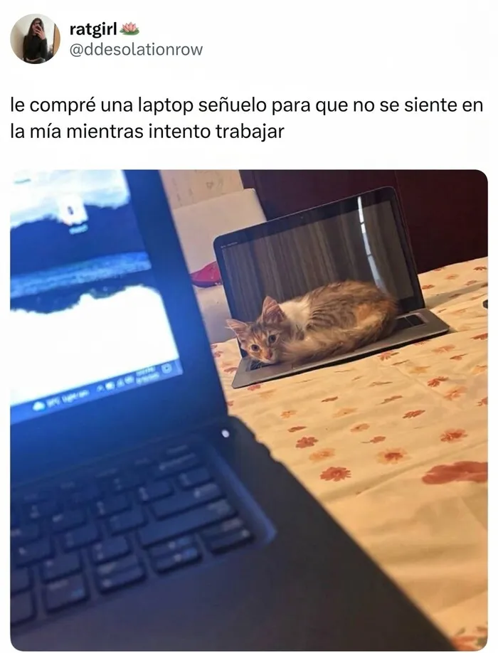 37 Memes sarcásticos que te hacen llorar por dentro y reír por fuera