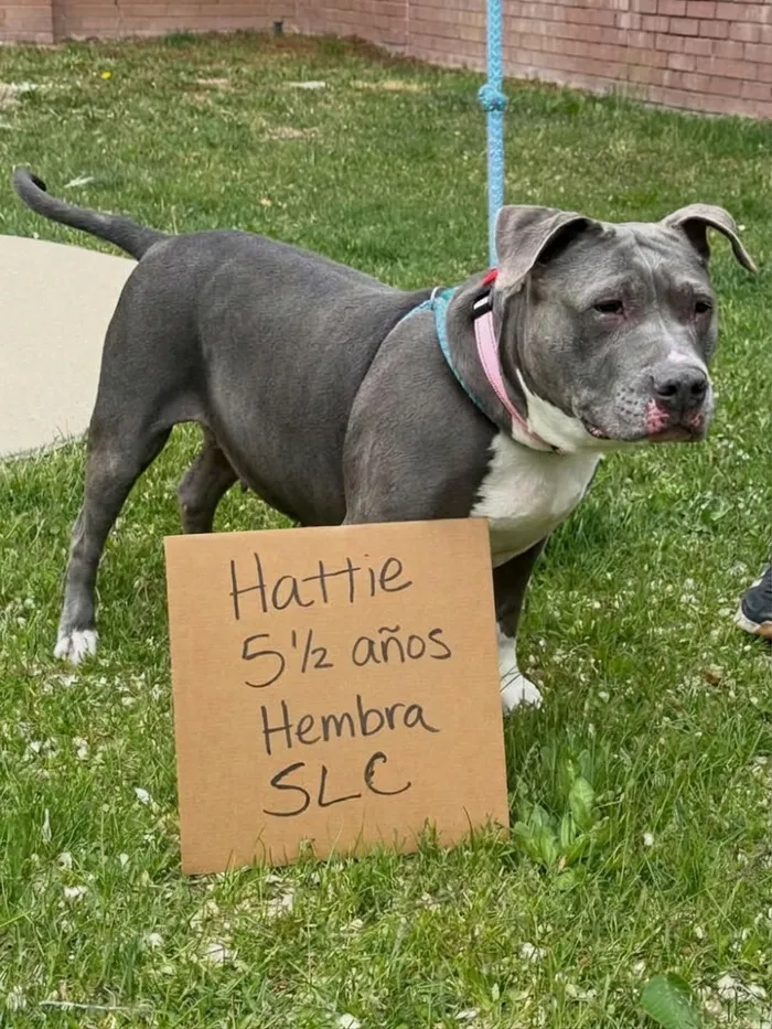 Hattie