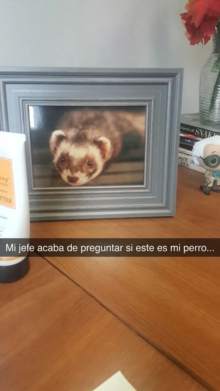 Un perrete encantador