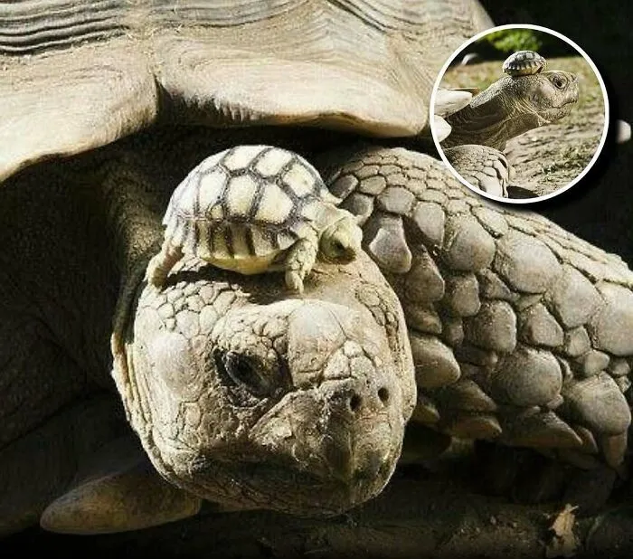 20 Animales encantadores y algunos datos sobre ellos