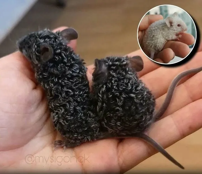 20 Animales encantadores y algunos datos sobre ellos