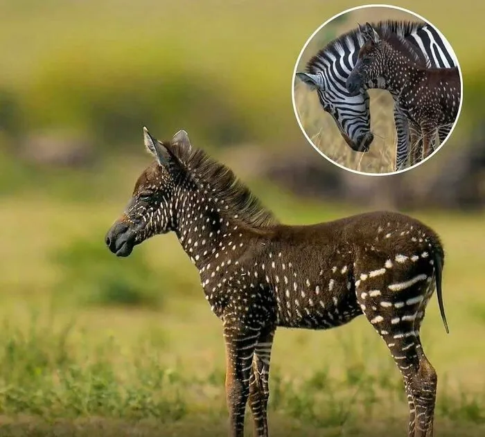 20 Animales encantadores y algunos datos sobre ellos