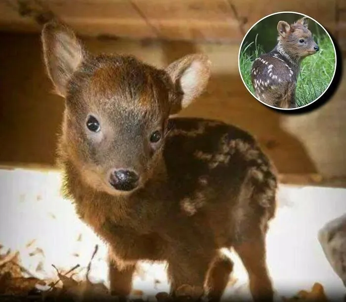 20 Animales encantadores y algunos datos sobre ellos